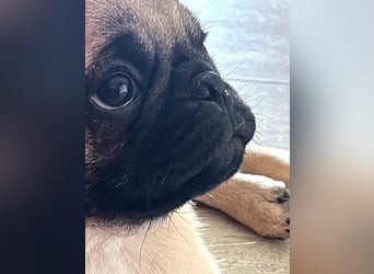Mops 2.0 Welpen, Rüde, 13 Wochen, Ahnentafel CfdM / VDH / FCI
