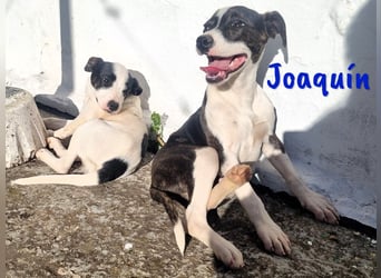 Joaquín 10/2024 (ESP Pflegestelle) - neugieriger und zärtlicher, kleiner Bodeguero-Mix Welpe!