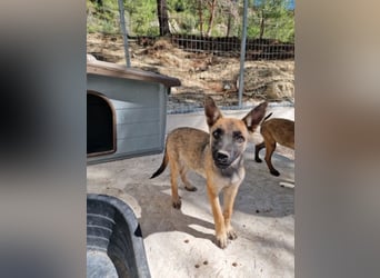 Malinois Mädchen LILO (Juni 2024) sucht eine Familie!