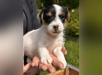 Wunderschöne Parson Jack-Russell Terrier Welpen, aus liebevoll. Hausaufzucht