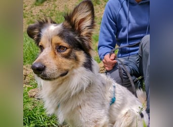 Axel - sanft, fröhlich, liebevoll mit Hund und Mensch - ein Traumtyp