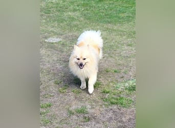 Ruffy SR - Freundlicher Spitz mit Charakter