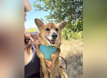 Seniorin Mona sucht ein Zuhause