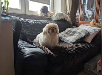 Pekinese Welpe