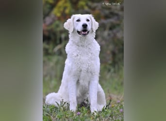 Kuvasz Welpen - Zucht - vom Crystal Diamonds - Mitglied im VDH/ FCI.