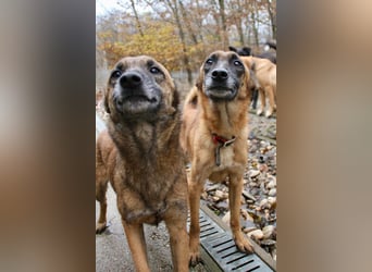 Huhu, charmante RONJA hofft auf ein liebevolles Zuhause