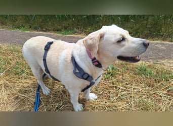 Tzemma - in 74417 Geschwend auf Pflegestelle