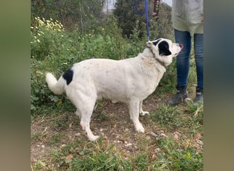 Rocky möchte eine 2.Chance für eine Familie haben