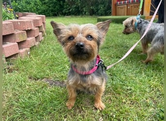 Lady, Yorkshire Terrier, geb. 2023, sucht geduldiges Zuhause