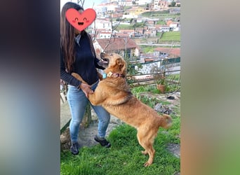 ❤️ LAICA ❤️