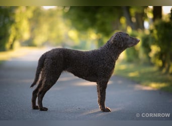 Curly Coated Retriever – braune Rüden (8 Wochen) aus dem Zwinger Cornrow
