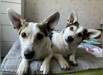 Mara und Max wünschen sich ein neues Zuhause