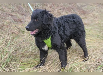 Verspielter TRUNTO - Traumbub mit dem Potential zum Herzenshund