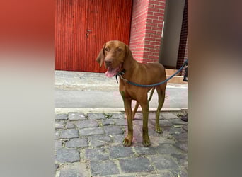 Carlos, geboren 08.01.2021, 69cm sucht aktives Zuhause