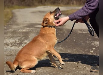 Borko S272 sucht ein ruhiges Zuhause