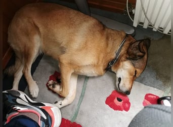 ♥JOSY♥ verliert ihr Zuhause in Grevenbroich - so menschenbezogene und sanfte Schönheit 50 cm