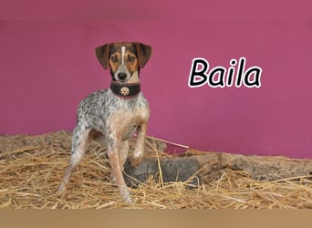Haben Sie für Baila ein Plätzchen in ihrem Herzen?