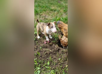 Miniature Bullterrier-Australian shepherd mix