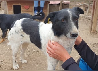 ♥ANGEL♥ so menschenbezogene, liebesbedürftige Hündin,die sich verzweifelt nach Zuneigung sehnt 46cm