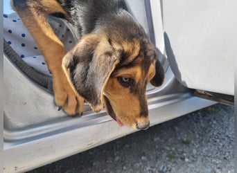 Sammy – kleiner Wirbelwind sucht sein Für-Immer-Zuhause