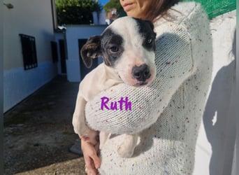 Ruth 10/2024 (ESP Pflegestelle) - sonnige und sanfte, kleine Bodeguero-Mix Welpin!