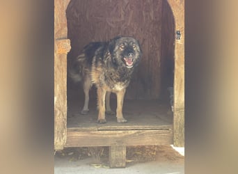 MONTI, Rüde, 7 Jahre, 51 cm, Mischling, Tierschutz