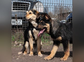 TWINKY-kleine Frohnatur mit großem Herzen sehnt sich nach ihrem Zuhause
