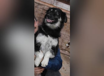 Laika, lebenslustig und menschenbezogen