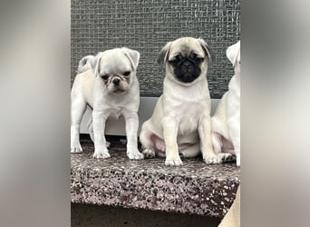 Mops Welpen ( noch 2 Rüde)