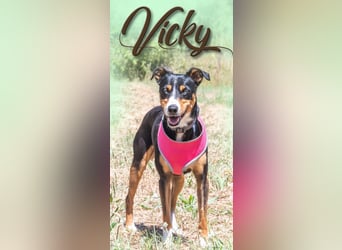 Vicky - temperamentvoll, lieb und anhänglich