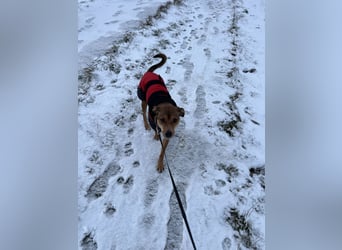 Skylar - befindet sich auf einer Pflegestelle in 56753 Trimbs