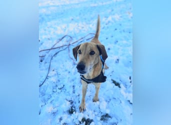 Vizsla-Mix-Rüde Bongo: schmusig und klug