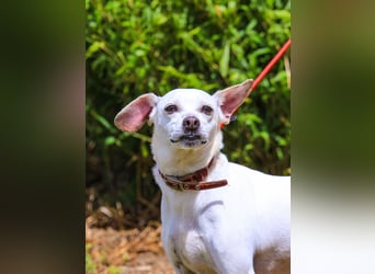 Crystal, Mix Pinscher / Chihuahua, lieb und verträglich