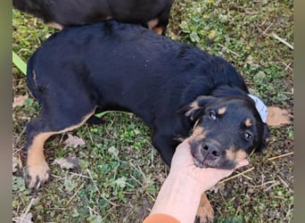 Rocky ❤️ verschmuster, lieber Junghund