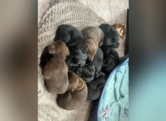 Labrador Mix Welpen