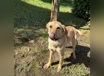 Lilo eine freundliche kleine Prinzessin