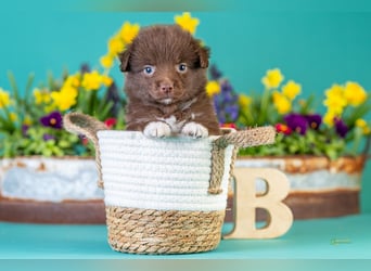 Kleinbleibende Miniature Australian Shepherd Welpen
