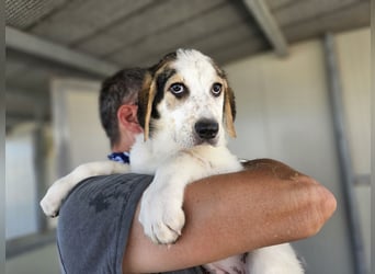 Anouk: sucht Liebe und Geborgenheit