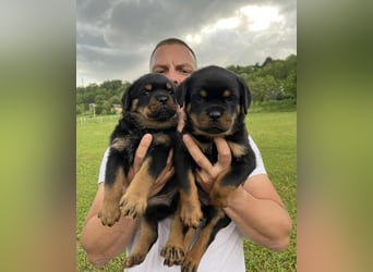 Rottweiler welpen