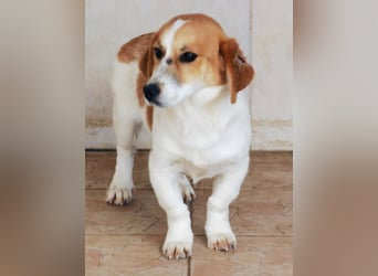 Muffin sucht ein Kuschel-Zuhause!