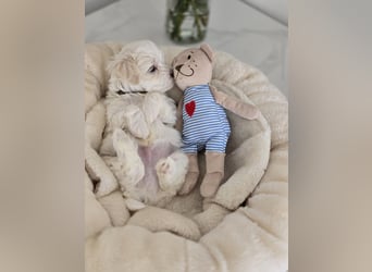 Zauberhafte koreanische Malteserwelpen