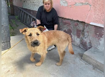 Teddy, 2 Jahre sucht sein Körbchen