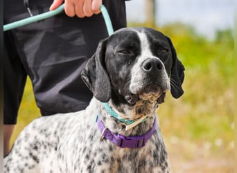 Pintas, Englischer Pointer, lieb und verträglich