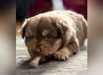 Tolle kleine Mini Australian Shepherd Welpen suchen Ihre Herzenfank