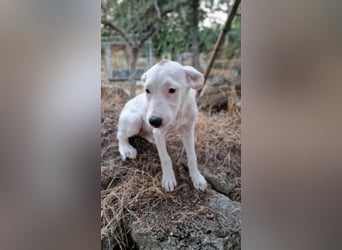 LEILANI ❤️ Eilig! sucht Zuhause oder Pflegestelle
