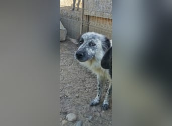 Rolfi - möchte endlich raus aus dem Shelter
