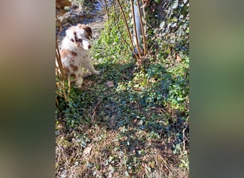 Zauberhafter Australian Shepherd Welpe