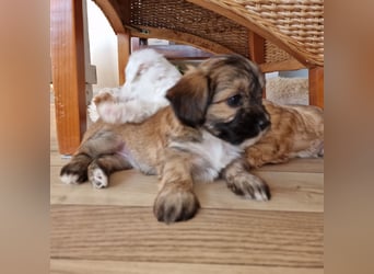 Havapoo Pudel Havaneser-ShihTzu