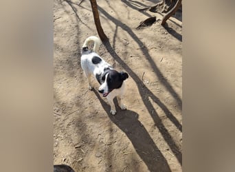 Valet, 1j, 10m altes Mädchen,  SH ca. mittelgroß, freundlich, verspielt, aktiv, sozial
