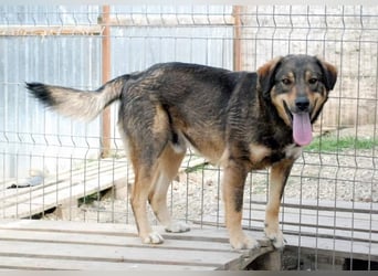 Watson-Pflegestelle/Zuhause gesucht